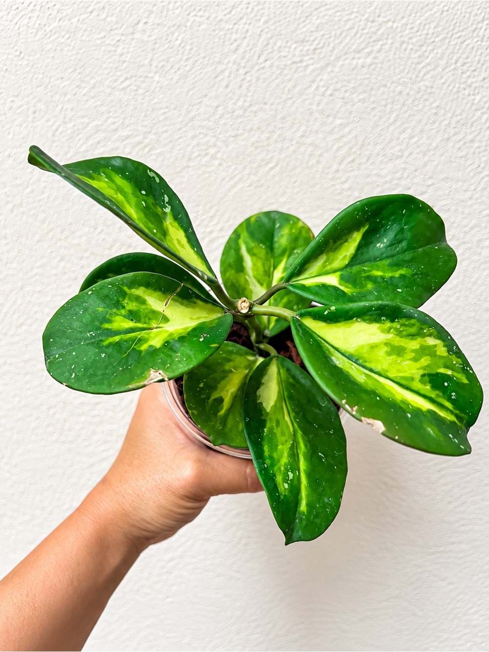 Hoya Obovata Inner Variegated Live Plant Exact Plant in Pictures